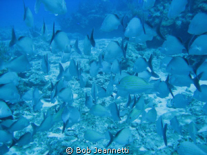 School of French Grunts by Bob Jeannetti 